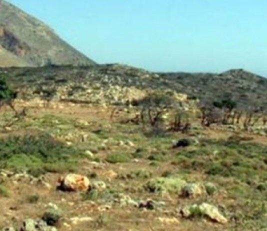 Πράσινο στην παλιά χωματερή του Κουρουπητού