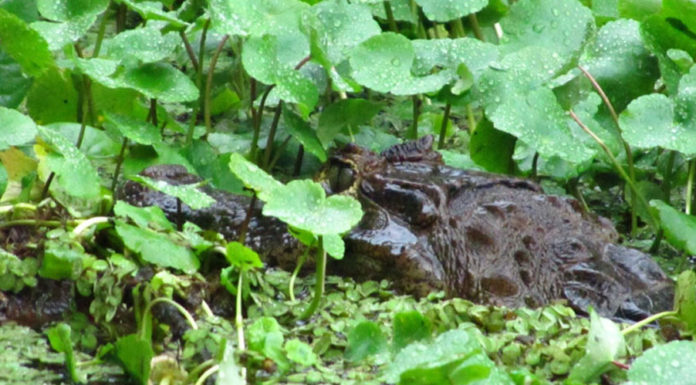 To ημερολόγιο ενός ταξιδευτή (Κόστα Ρίκα 1)
