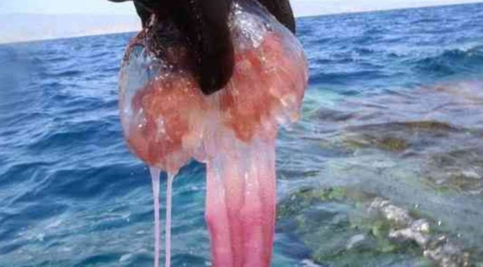 Στη βουλή αύριο οι μέδουσες του Κορινθιακού