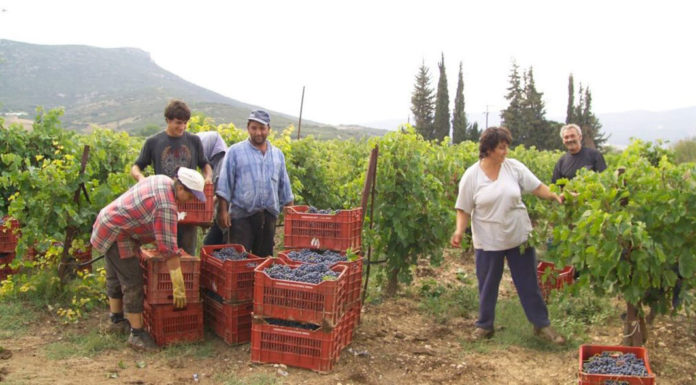 Τα νέο «success story» της αγροοικολογίας σε 7 περιοχές του κόσμου