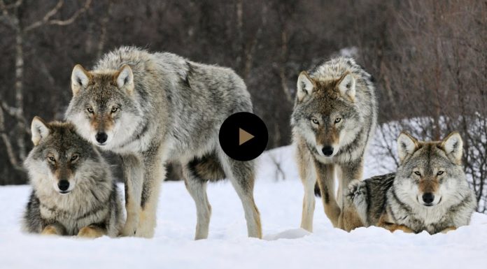 Πώς οι Λύκοι Αλλάζουν τα Ποτάμια