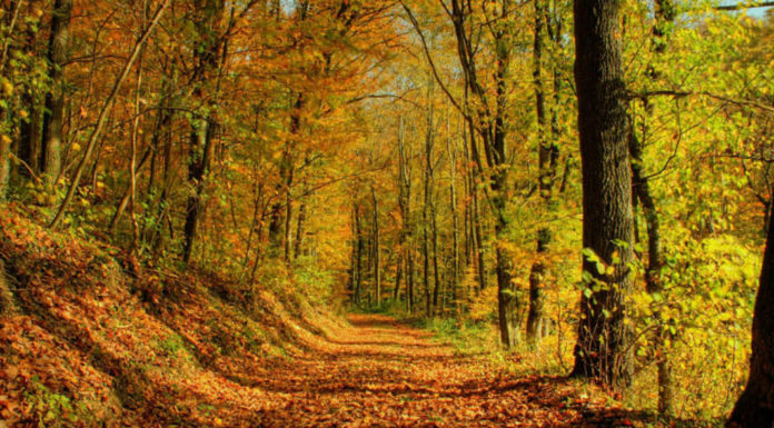 Bιώσιμες βιομηχανίες στο επίκεντρο της νέας βιομηχανικής πολιτικής της ΕΕ.