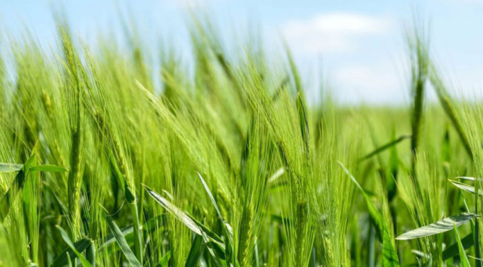 Birdife Europe: Να διατεθεί στη φιλική προς τη φύση γεωργία το 25% των πόρων της νέας Κοινής Αγροτικής Πολιτικής