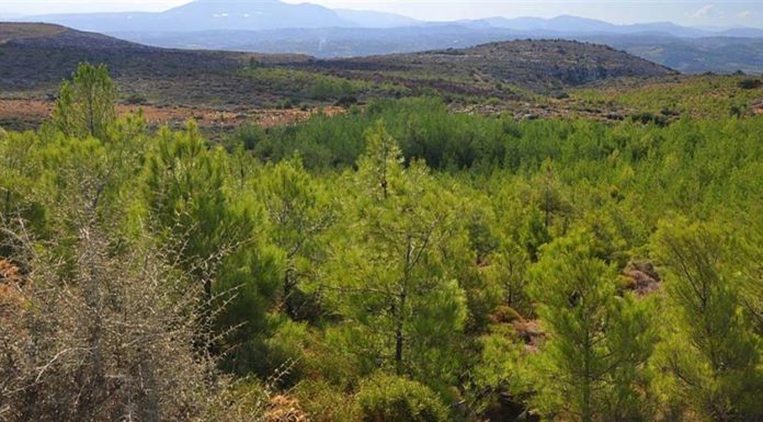 Nομικό πλαίσιο για την ανάσχεση της αποψίλωσης των δασών