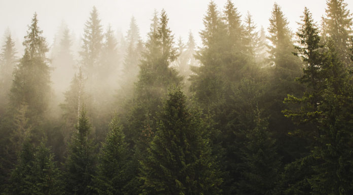 Μελλοντική δασική στρατηγική της ΕΕ: ποιοτική διαχείριση δασικών εκτάσεων