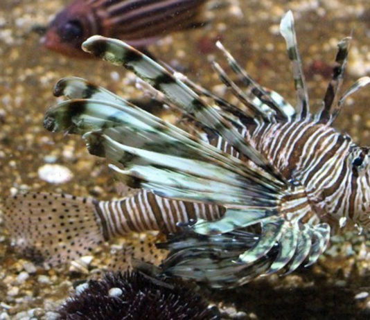 «Εισβολή» 2.500 νέων ξενικών ειδών