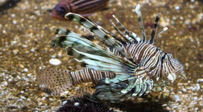 «Εισβολή» 2.500 νέων ξενικών ειδών