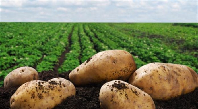 Οι κυπριακές πατάτες κέρδισαν τους Ευρωπαίους… Του Άγγελου Νικολάου