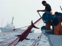 Αναγκαία η προστασία του 30% της Μεσογείου για την ανάκτηση των αλιευμάτων