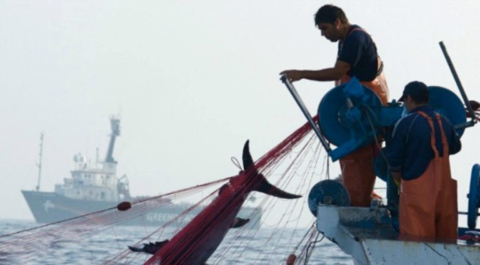 Αναγκαία η προστασία του 30% της Μεσογείου για την ανάκτηση των αλιευμάτων