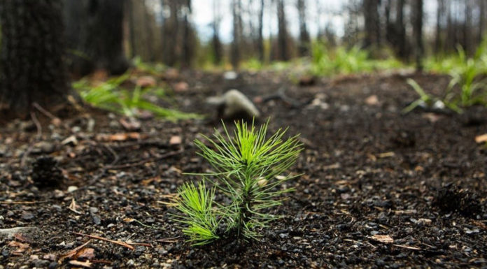 Υπάρχει ελπίδα για τα καμένα δάση;… Της Κατερίνας Λομβαρδέα