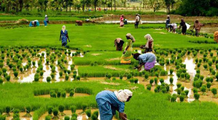 Επισιτιστική κρίση: Μπορεί η Ινδία να ταΐσει τον πλανήτη;