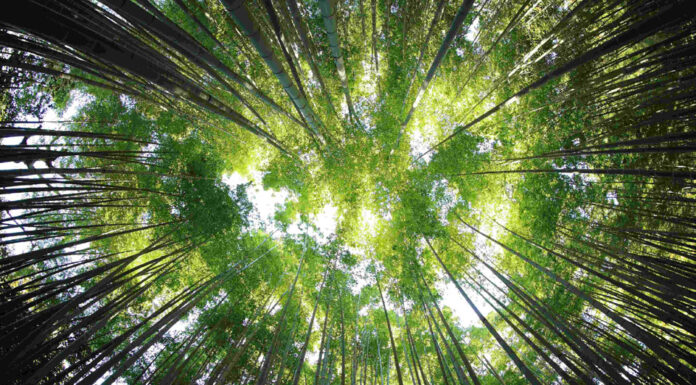 EDP: Η πιο βιώσιμη ολοκληρωμένη εταιρεία ηλεκτρικής ενέργειας σύμφωνα με το δείκτη βιωσιμότητας Dow Jones