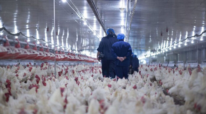 Γρίπη των πτηνών: Πόσο πιθανή είναι μια νέα πανδημία;