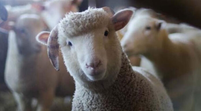 Κάθετα αντίθετος ο ΣΕΒΓΑΠ στον εμβολιασμό των αιγοπροβάτων